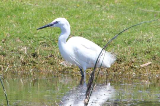 Image of Egretta garzetta garzetta (Linnaeus 1766)