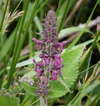 Image of hedge nettle