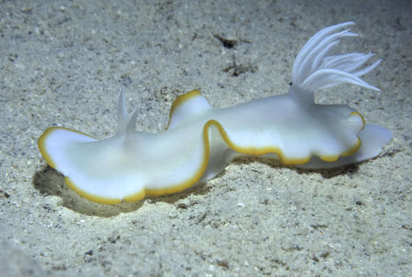 Слика од Ardeadoris egretta Rudman 1984