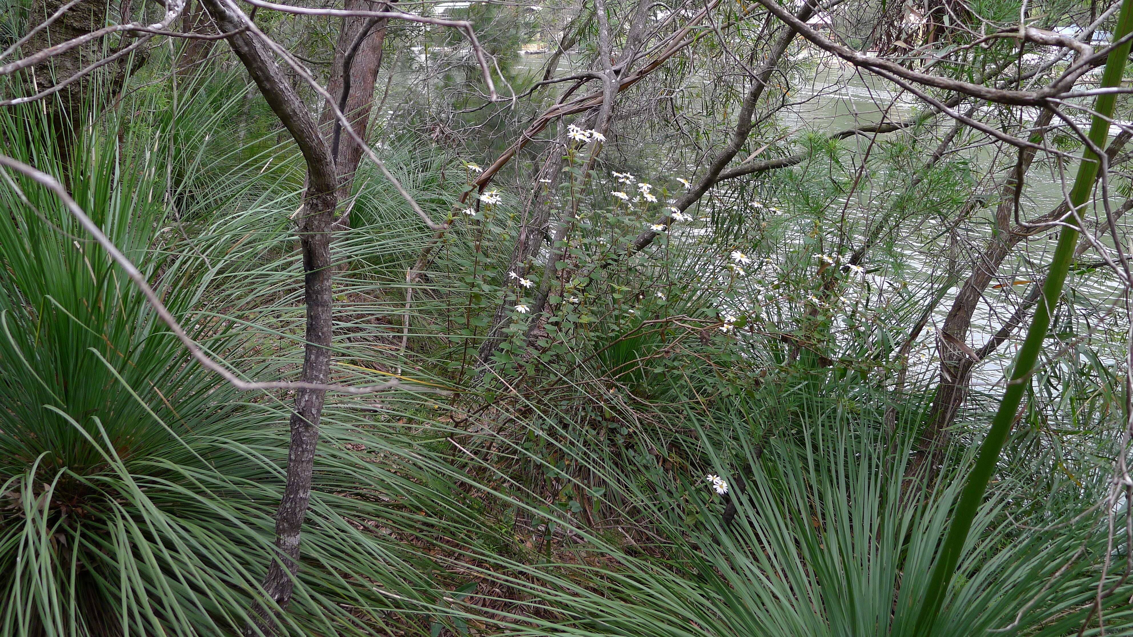 Image of Olearia tomentosa (Wendl.) DC.