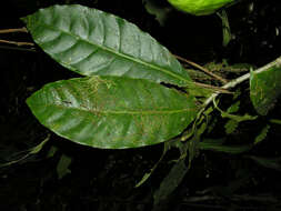 Image of Tabernaemontana amygdalifolia Jacq.