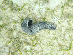 Image of Black sea cucumber