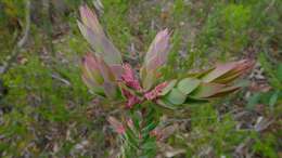 Image of Styphelia triflora Andr.