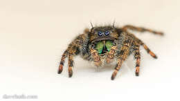 Phidippus audax (Hentz 1845) resmi