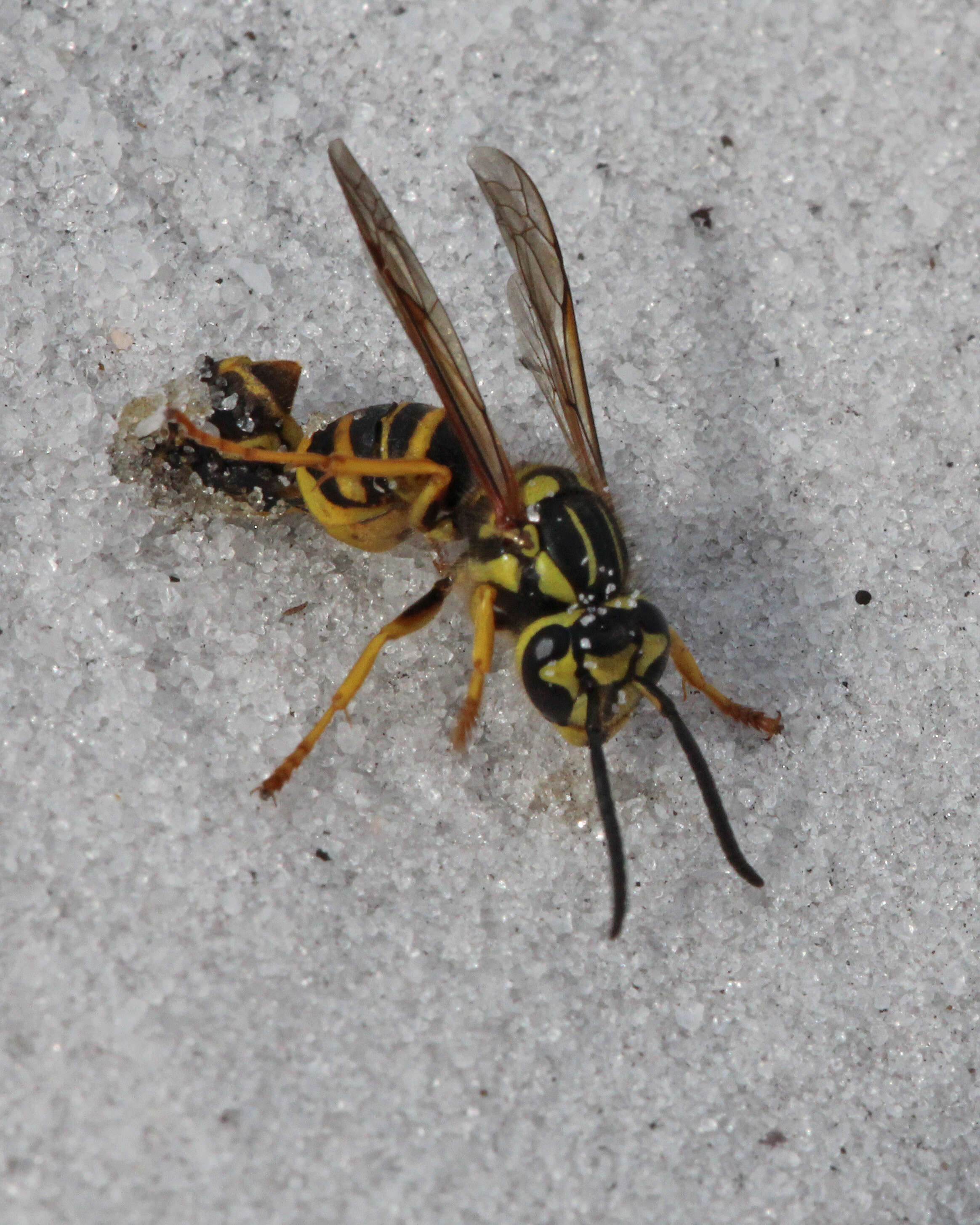 Vespula squamosa (Drury 1770) resmi