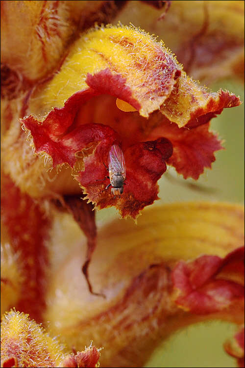 Image of Orobanche gracilis Sm.