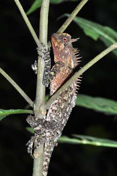 Image of armored pricklenape