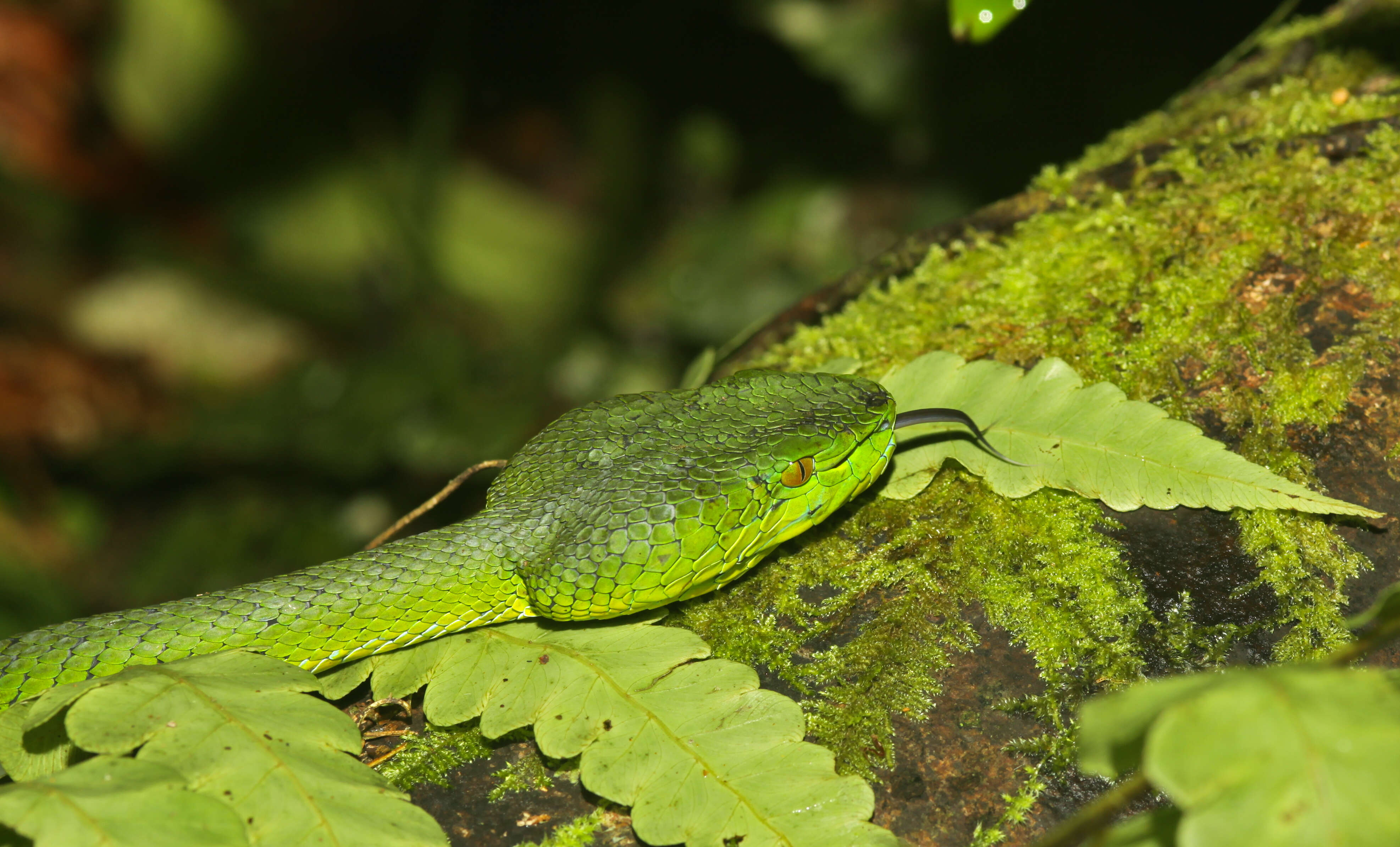 Image of Trimeresurus nebularis Vogel, David & Pauwels 2004