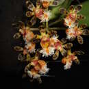 Image of Gastrochilus calceolaris (Buch.-Ham. ex Sm.) D. Don