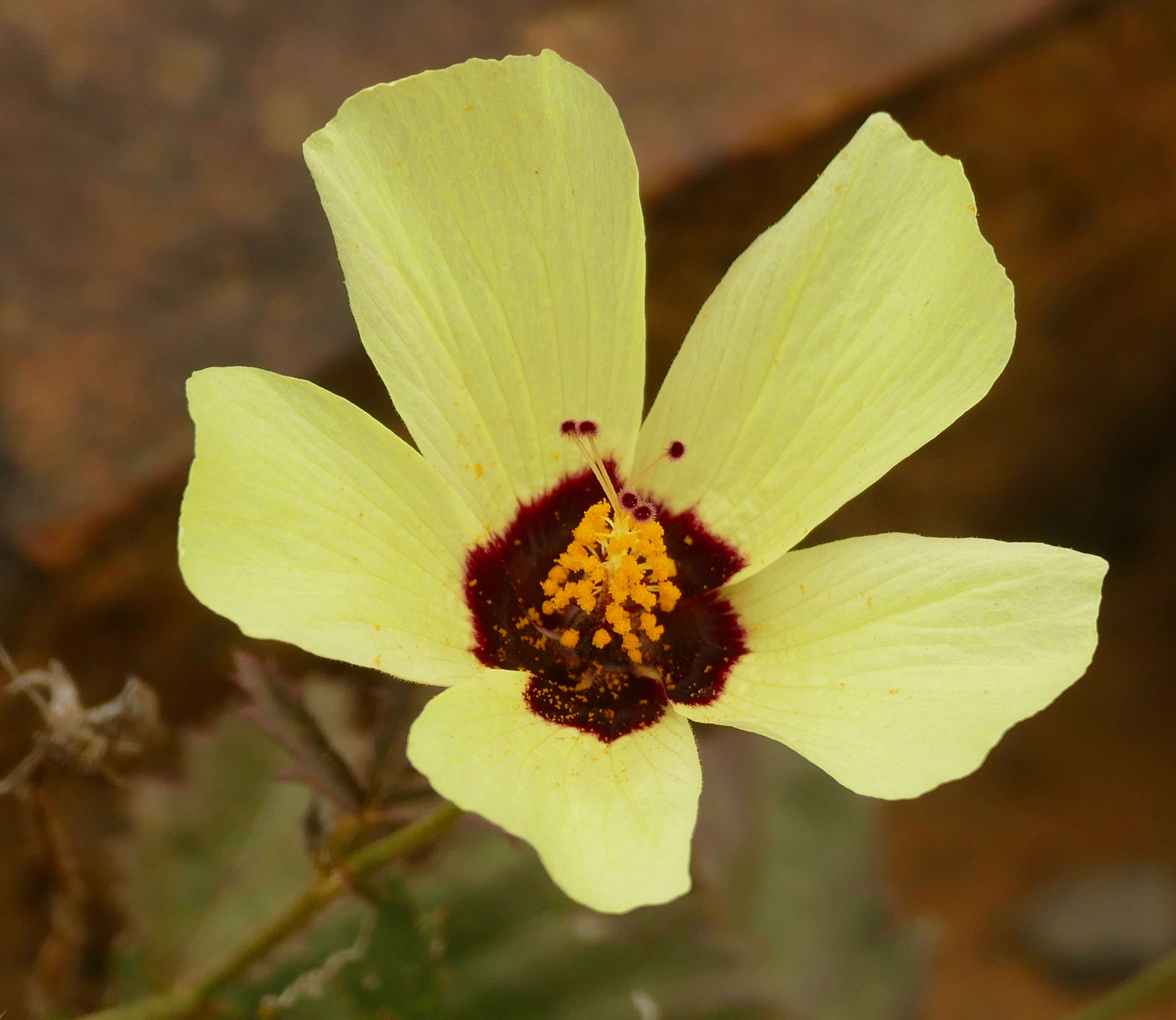 Image of Hibiscus pusillus Thunb.