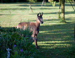 Image of chamois