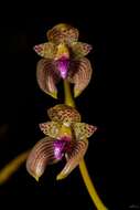 Image of Bulbophyllum anceps Rolfe