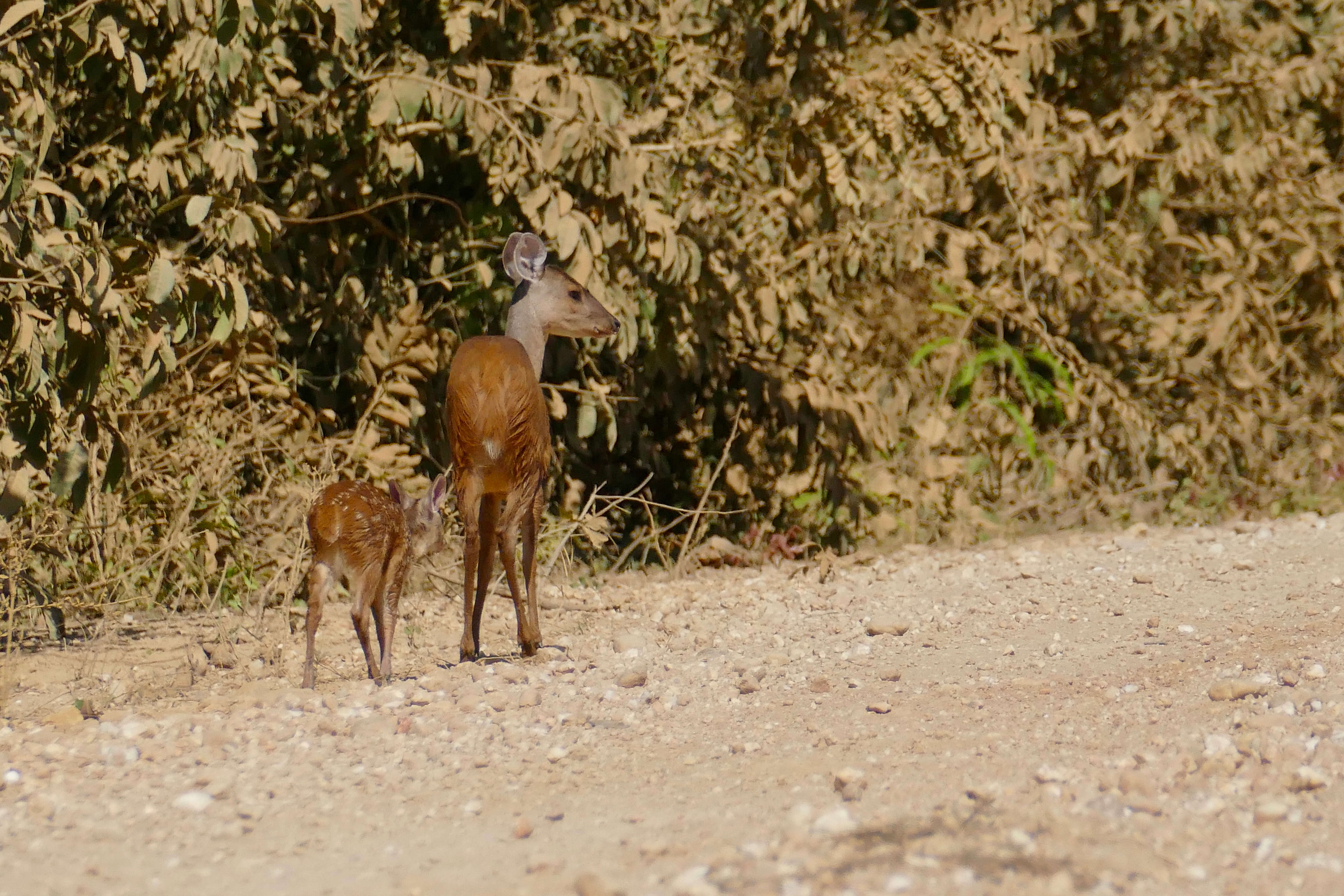 Image of Brocket Deer sp.