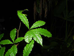 Sivun Terminalia costaricensis (Stace) Gere & Boatwr. kuva