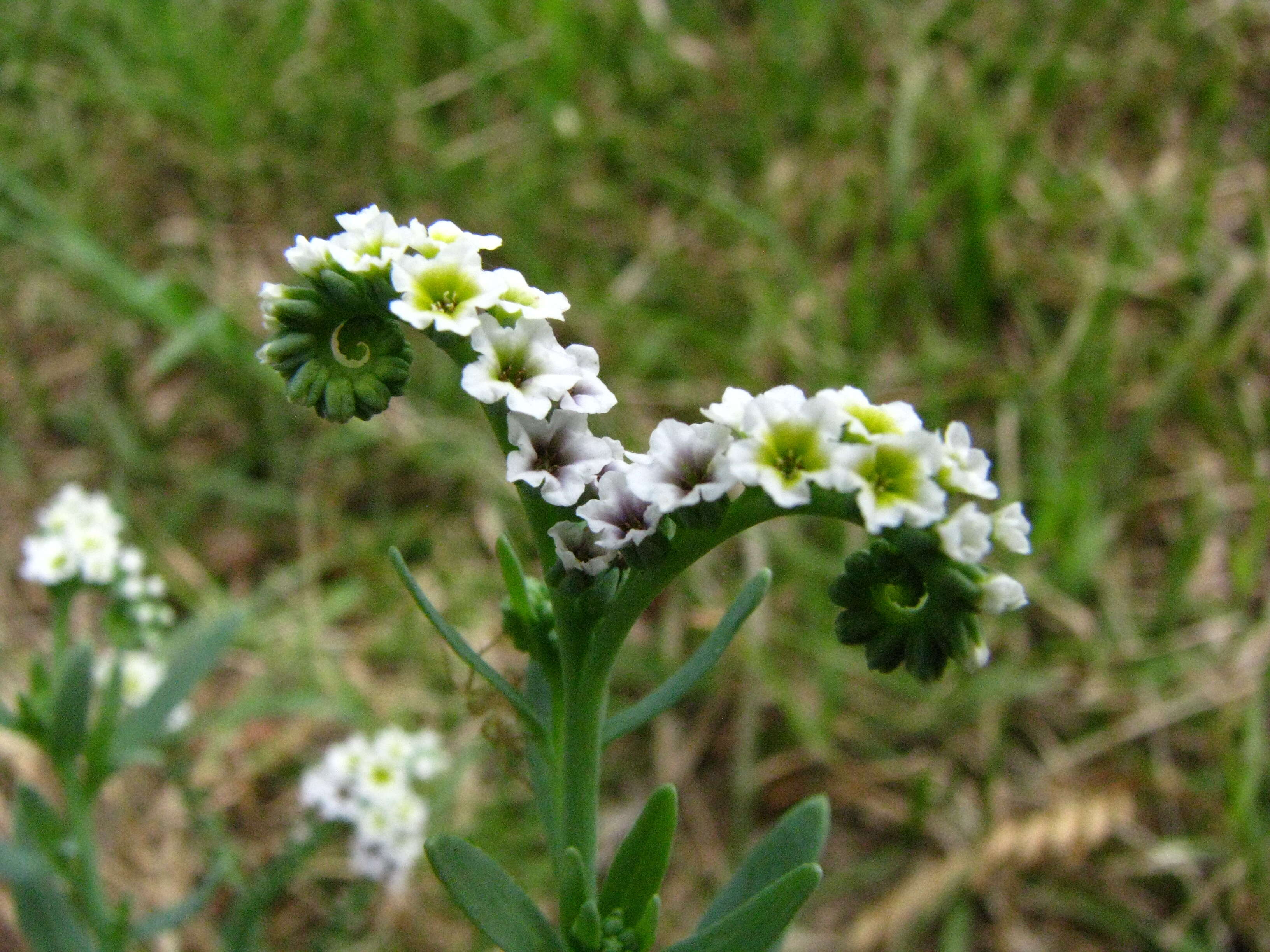 Image of heliotrope