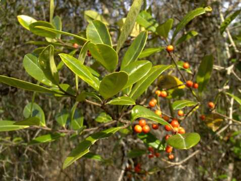 Ilex cassine L. resmi