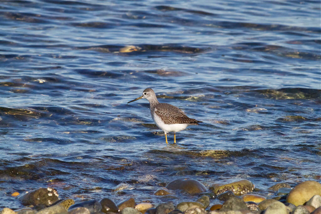 Image of Tringa Linnaeus 1758