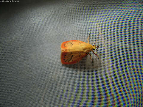 Image of rosy footman