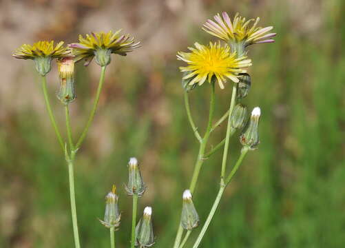 Image of beaked hawksbeard