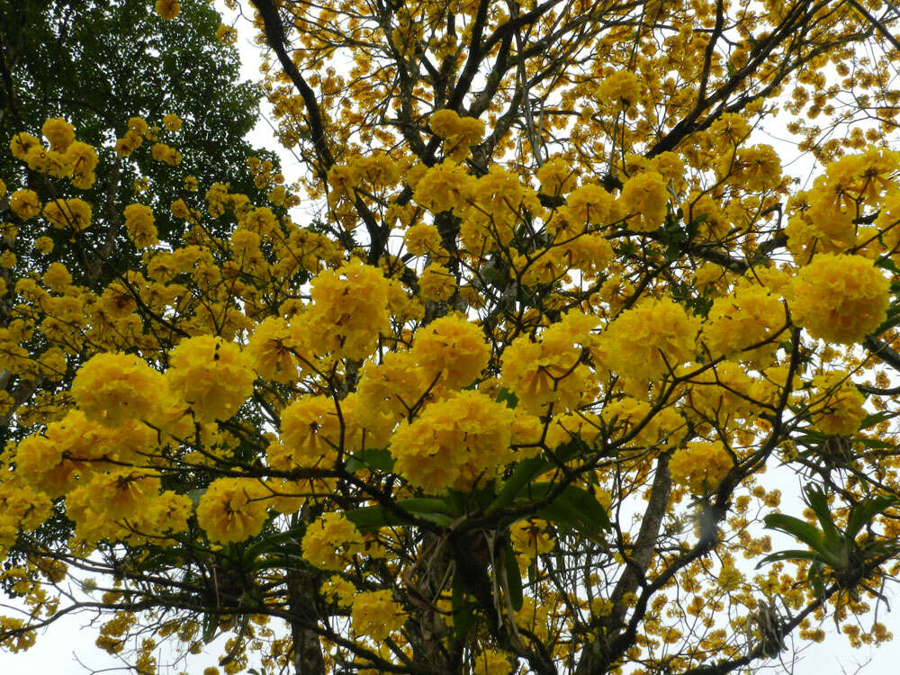 صورة Handroanthus chrysanthus subsp. chrysanthus