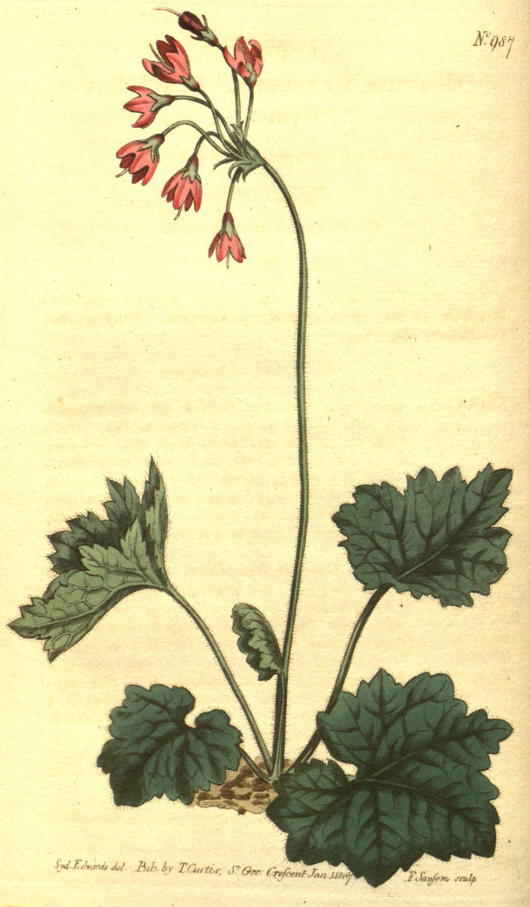 Image of Primula matthioli subsp. matthioli