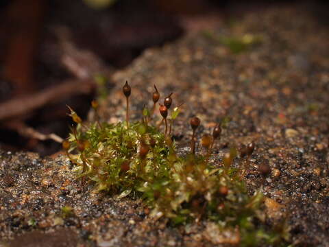 صورة Tortula truncata Mitten ex Godman 1870