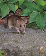 Image of Rat