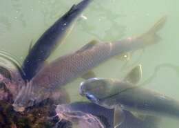 Image of Andalusian Barbel