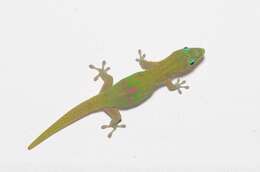 Image of Phelsuma