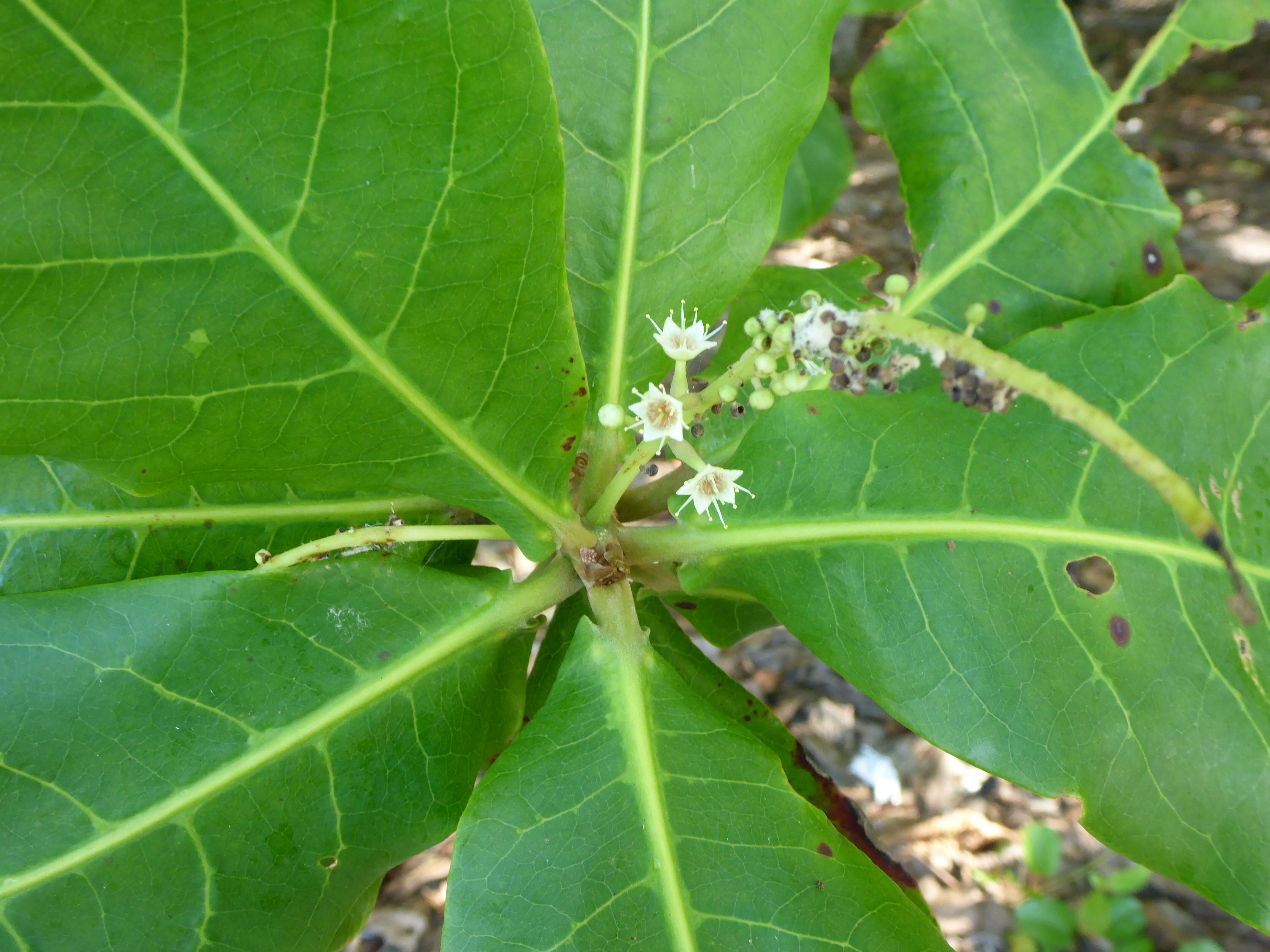 Image of tropical almond