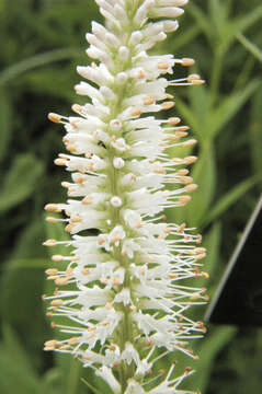 Image de Veronicastrum virginicum (L.) Farw.