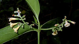 Image of West Indian milkberry