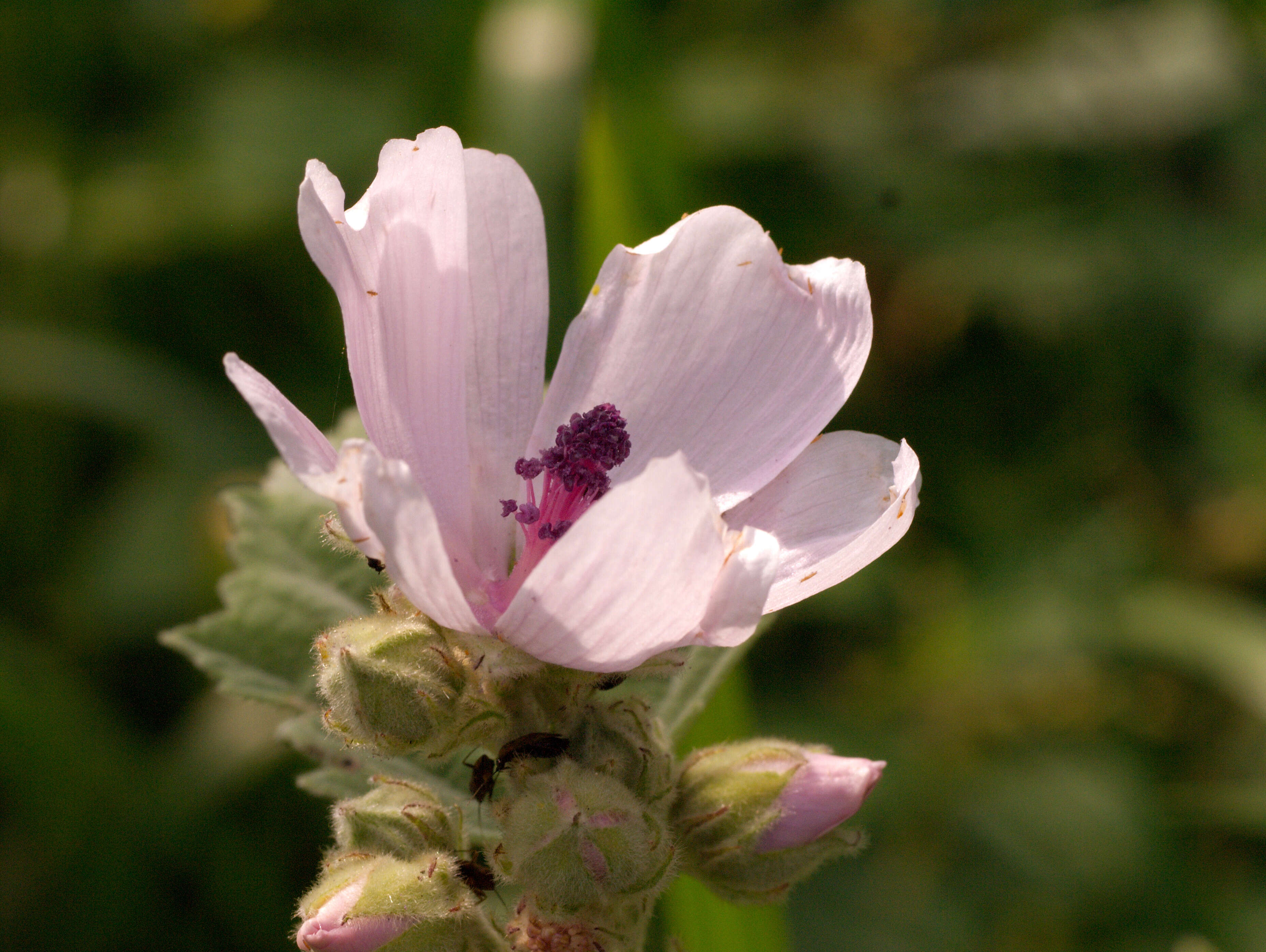 Image of marshmallow