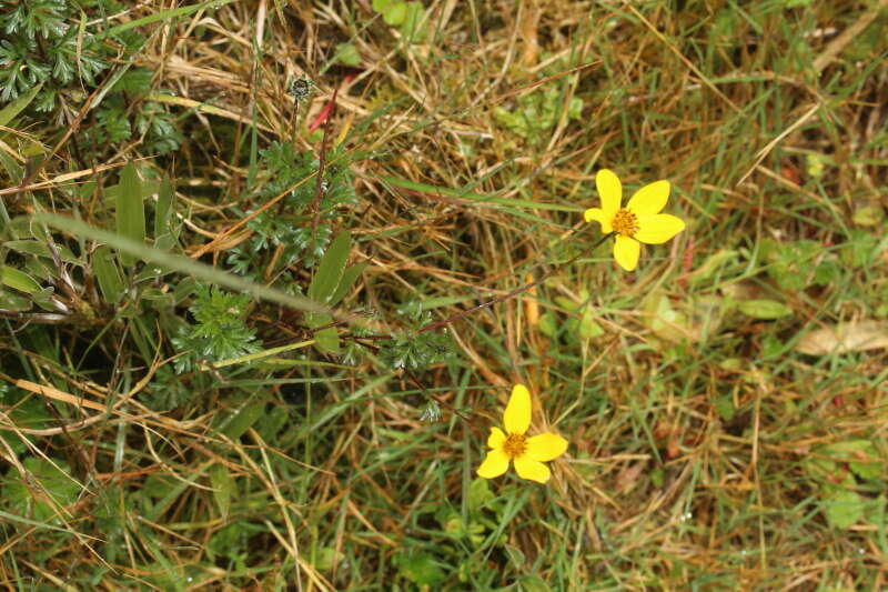 Bidens triplinervia Kunth的圖片