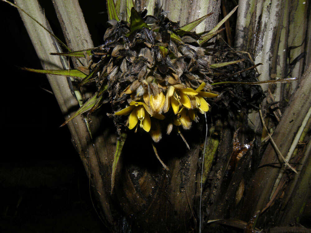 Image of Palm-Grass