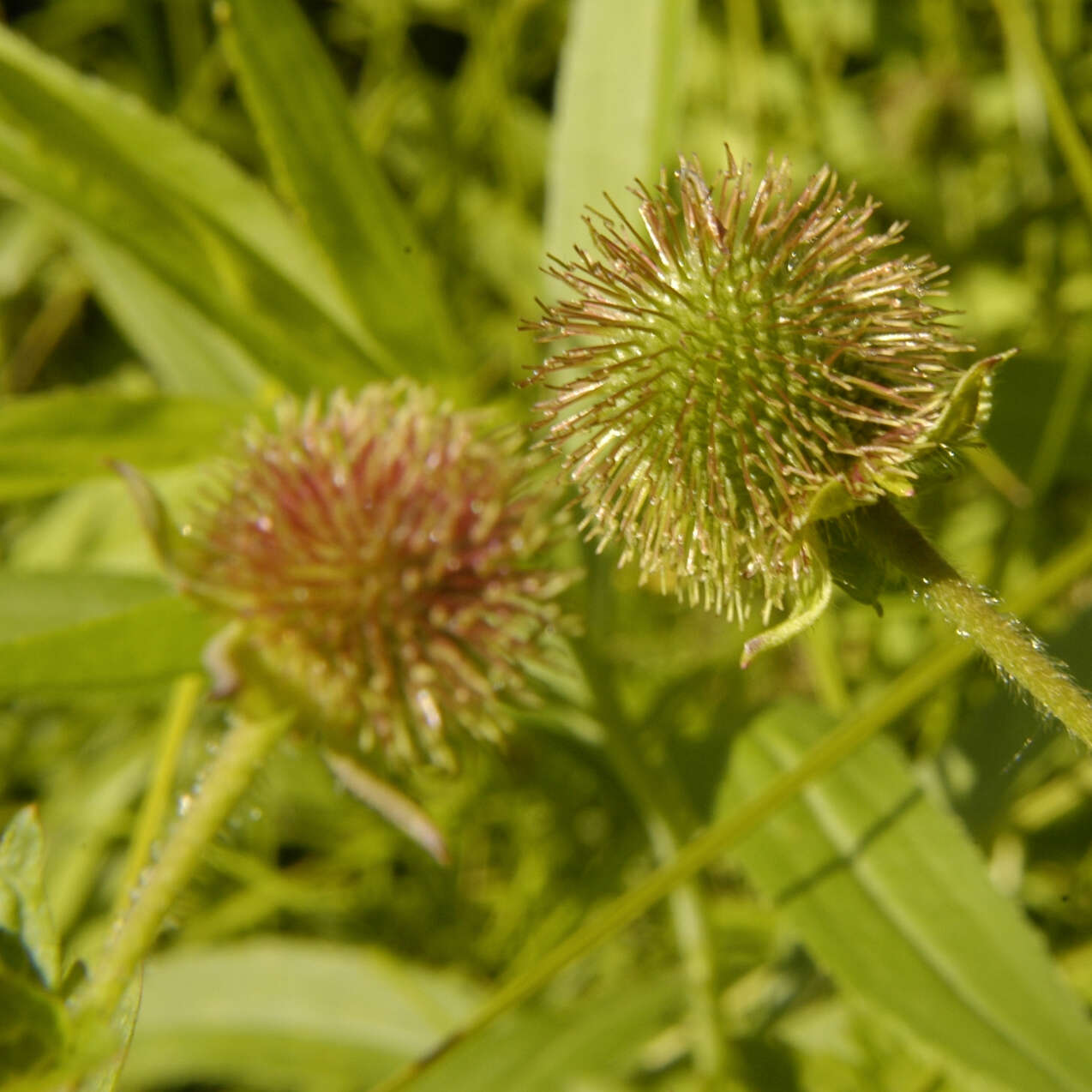 Imagem de Geum laciniatum var. trichocarpum Fern.