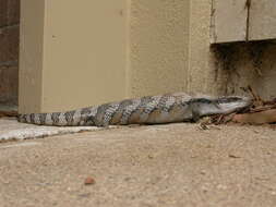 Image of Blue-tongued Skinks