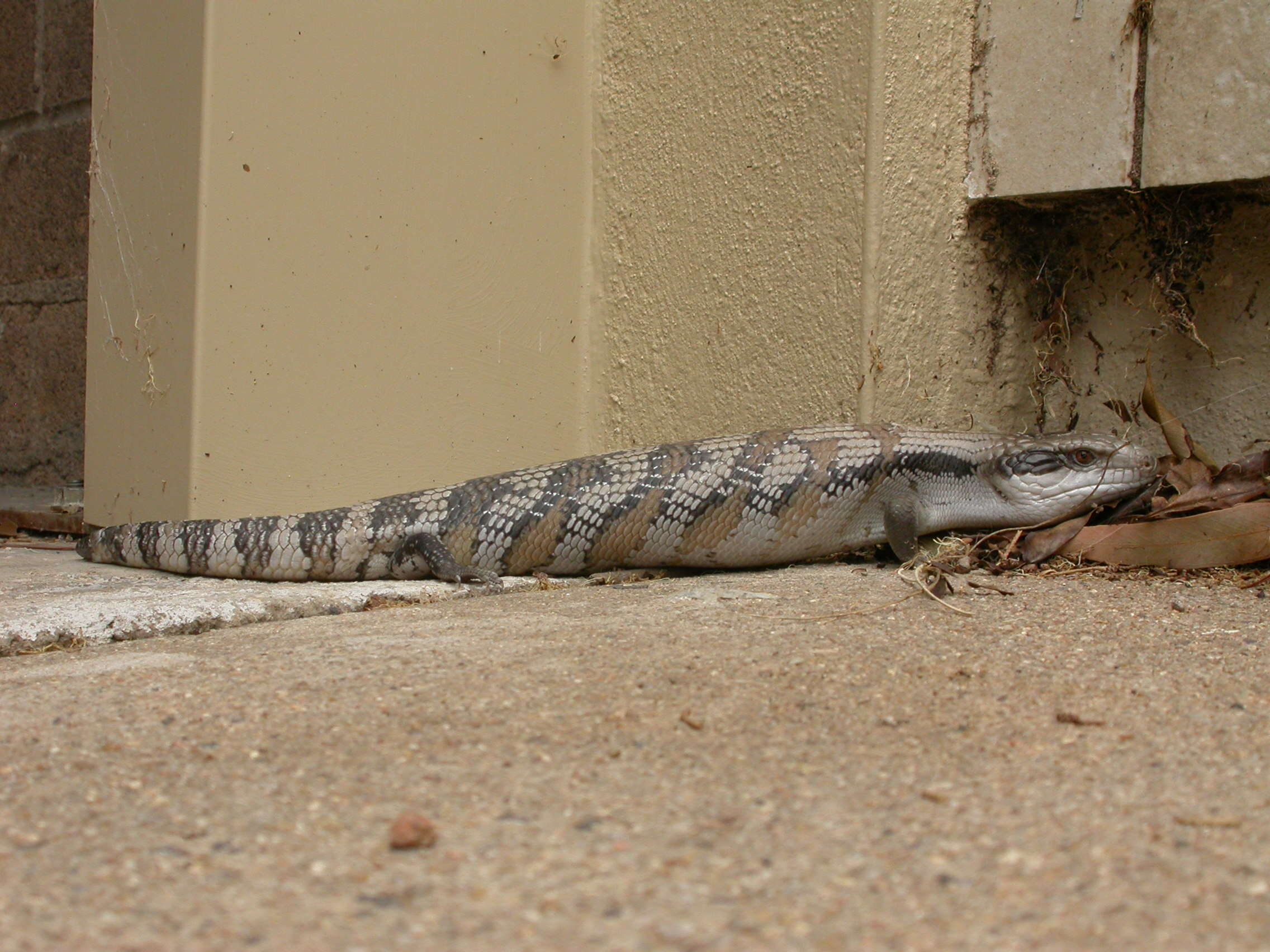 Image of eastern blue-tongued lizard