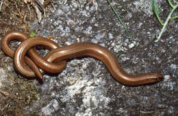 Image of Slow worm