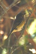 Plancia ëd Vireo Vieillot 1808