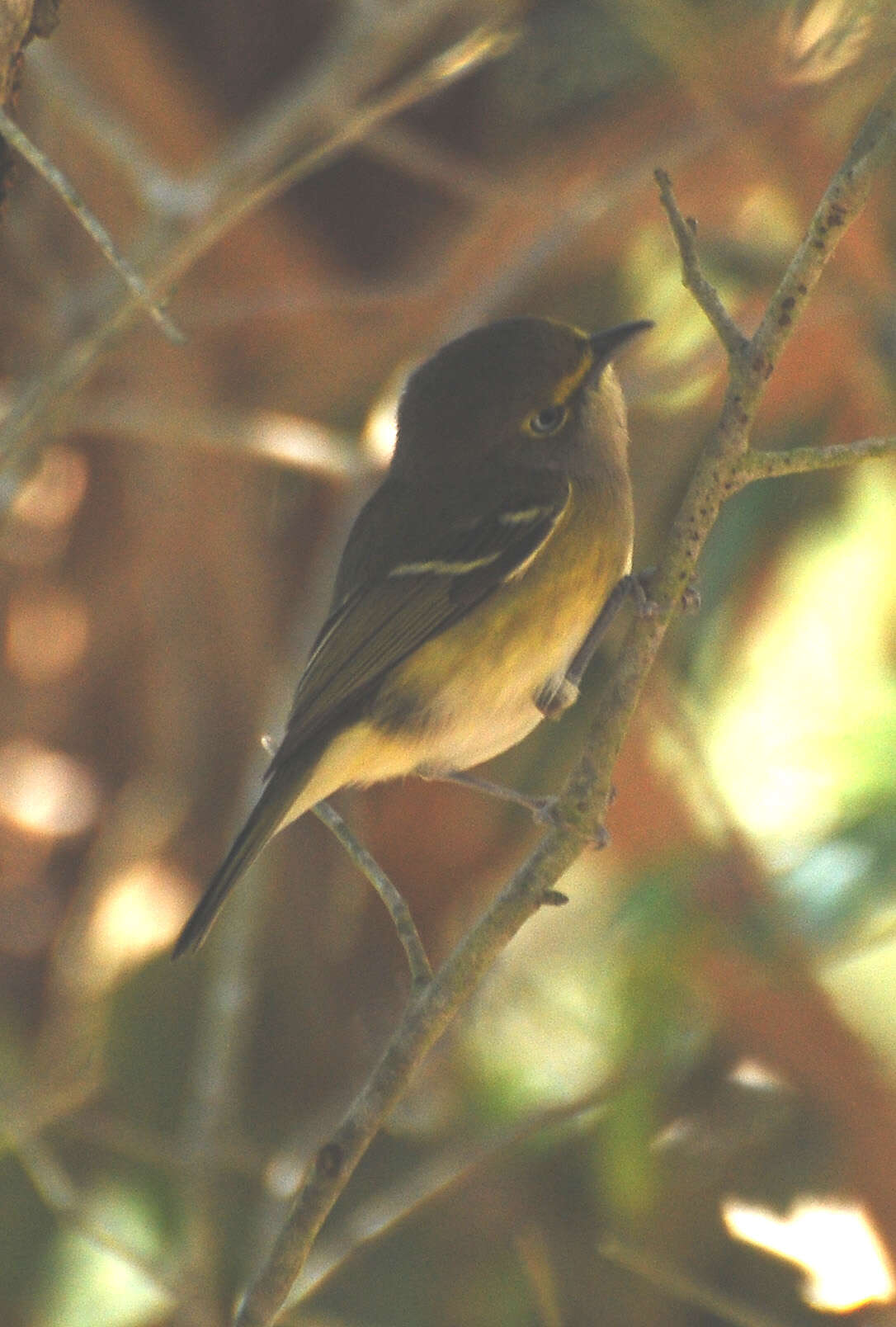 Image of Vireo Vieillot 1808