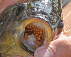 Image of Oreochromis niloticus