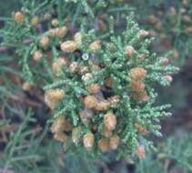 Sivun Juniperus californica Carrière kuva