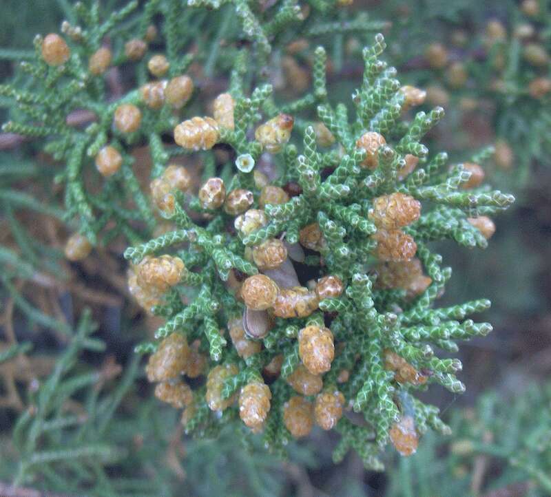 Image of juniper