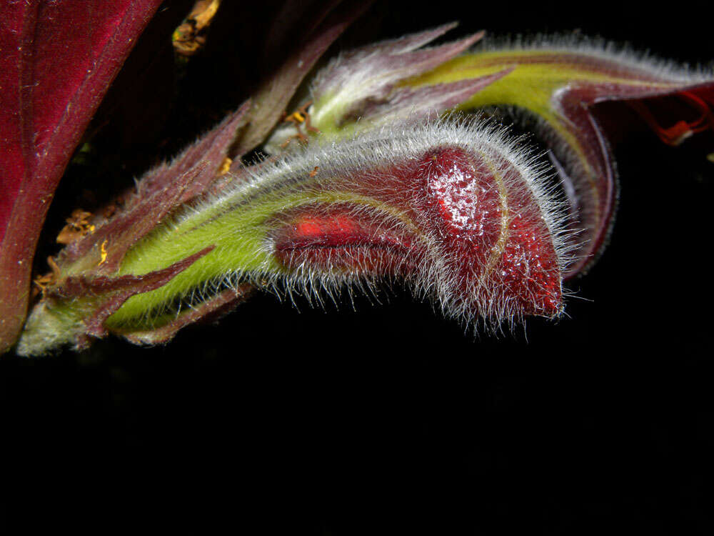 Imagem de Columnea raymondii C. V. Morton