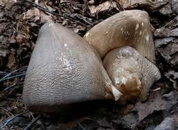 Image of straw mushroom