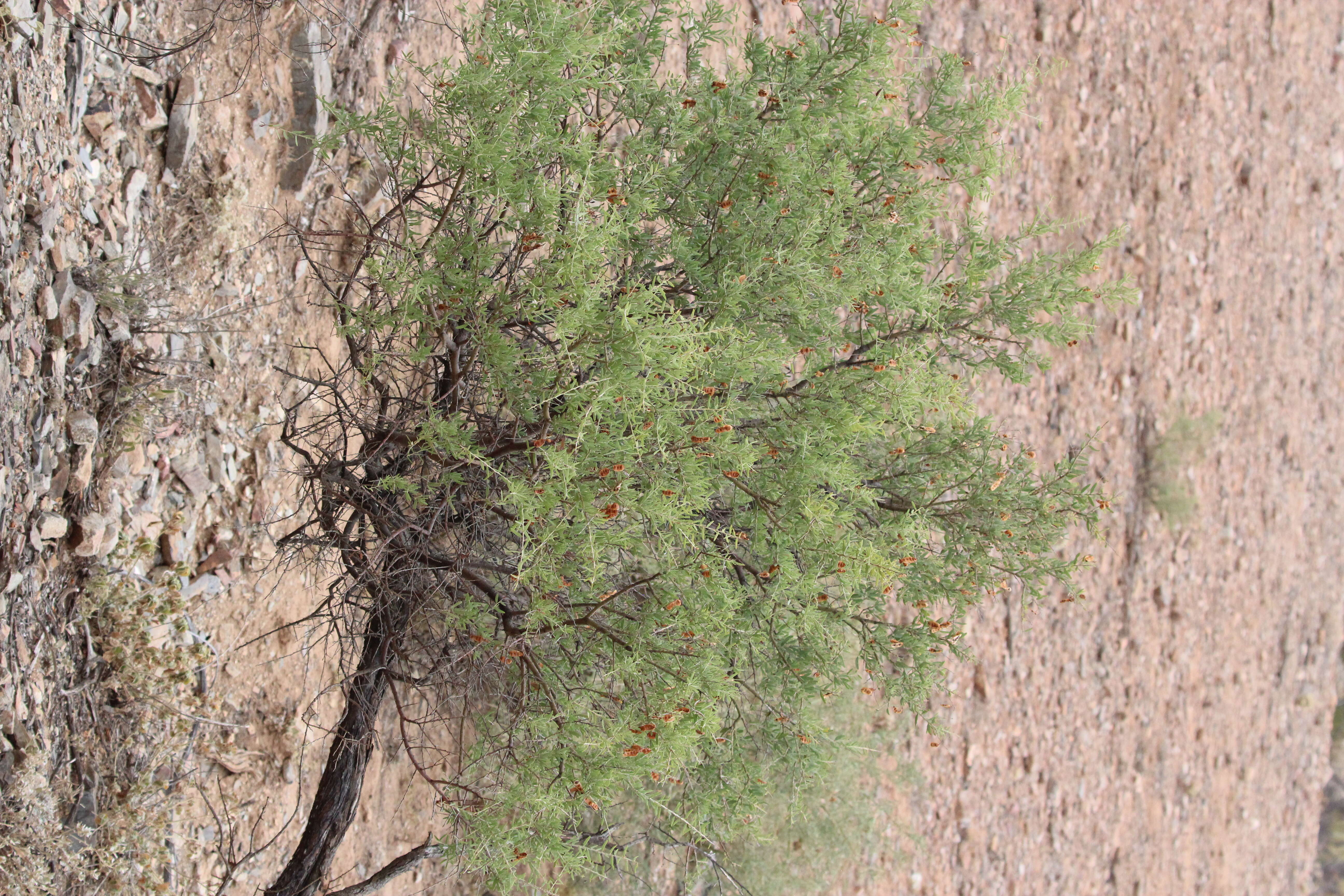 Image of bramble acacia
