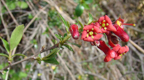 Image of redclaws