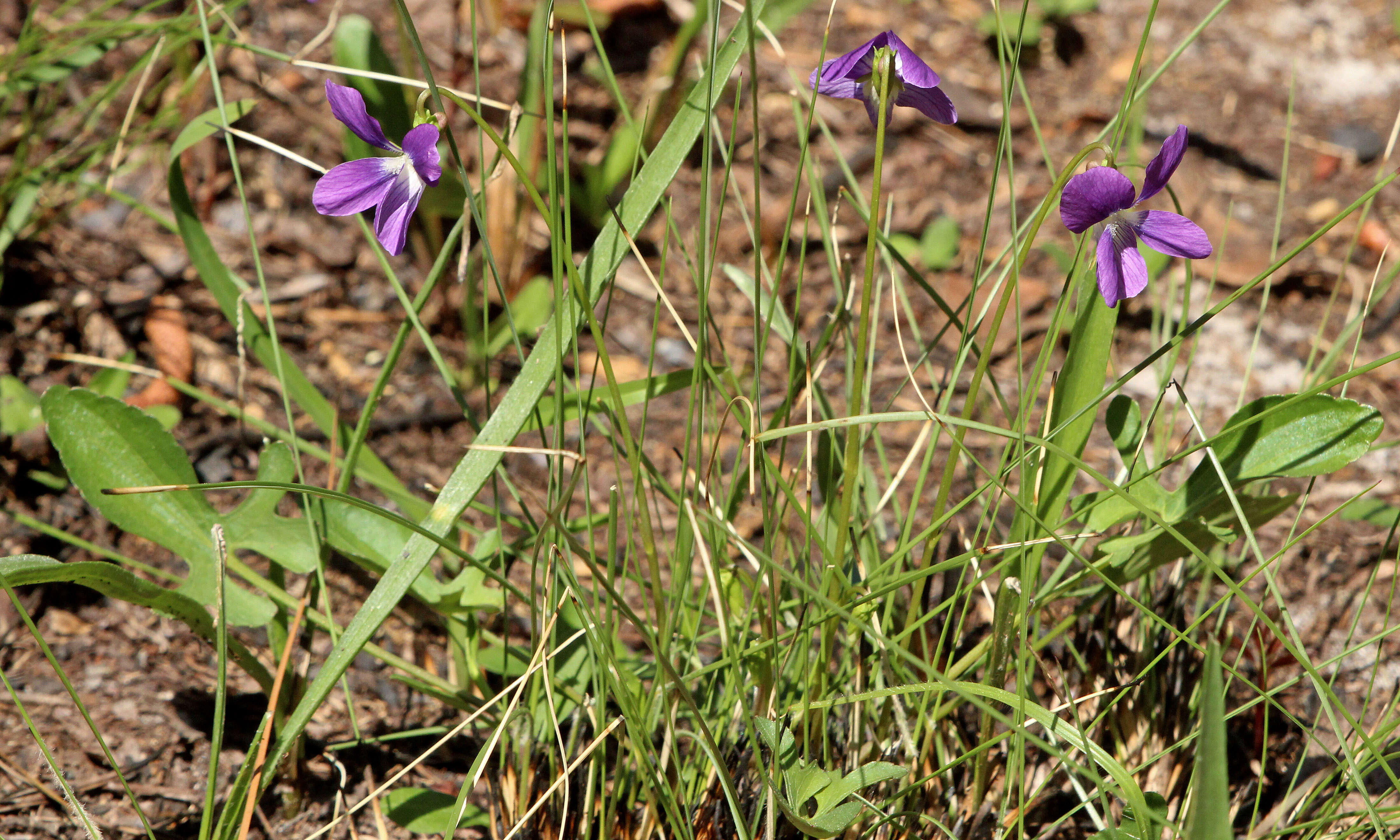 Image of Three-Lobe Violet