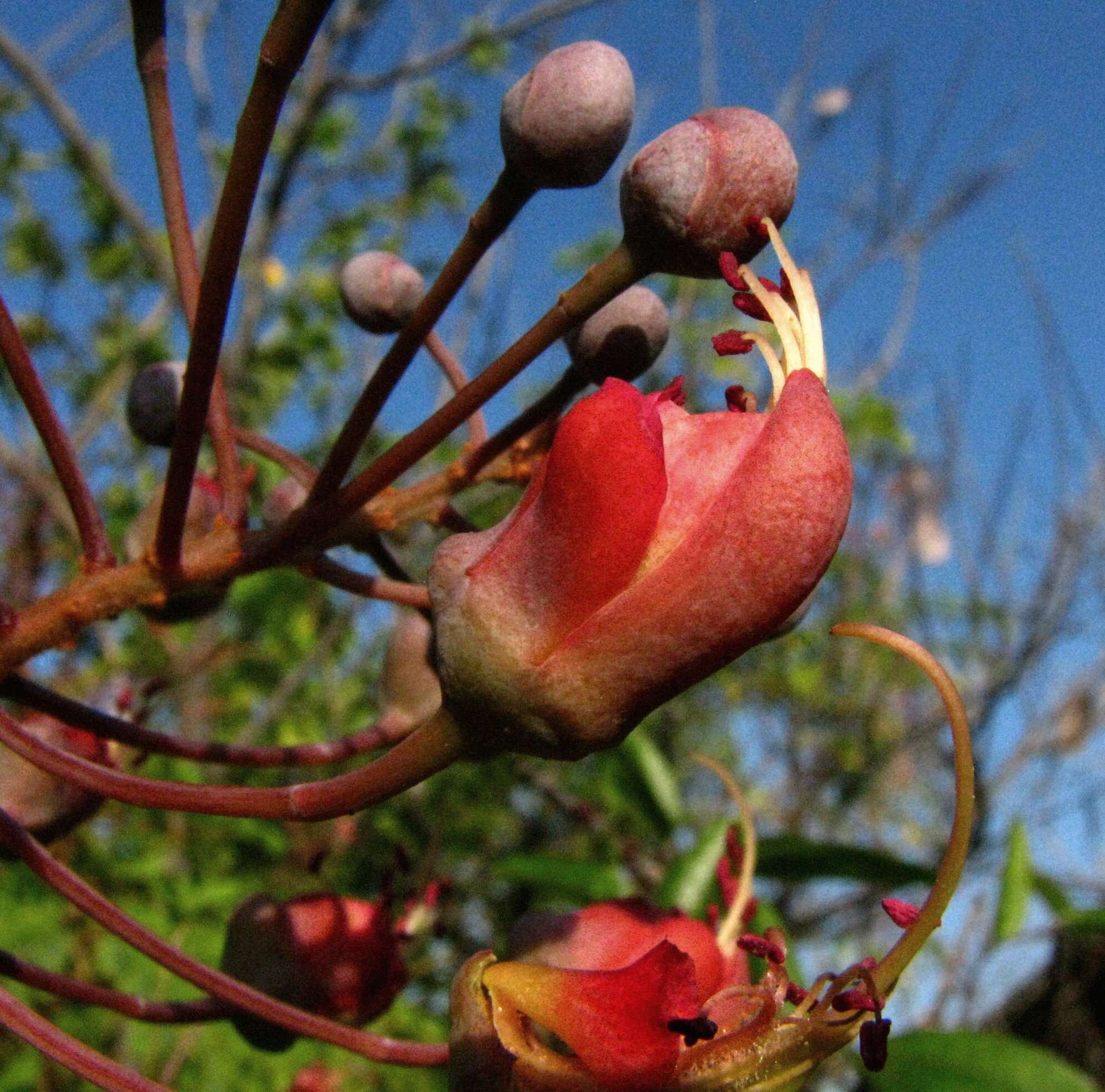 صورة Caesalpinia kauaiensis H. Mann